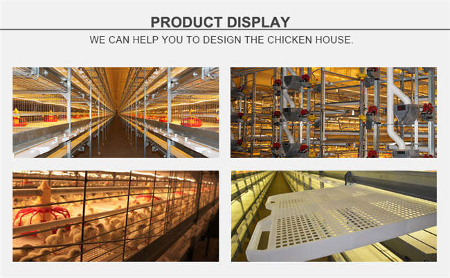 Poultry H type battery broiler chicken cages with PP belt end manure removal system