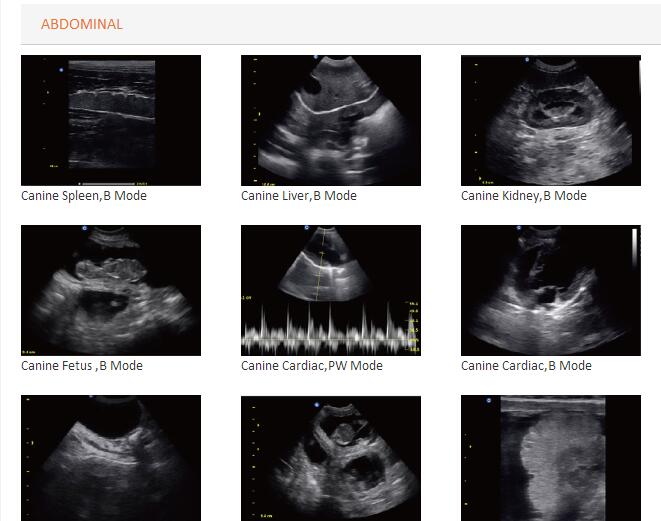 Animal Veterinary Ultrasound Black White Doppler Laptop Portable (SC-ECO3)