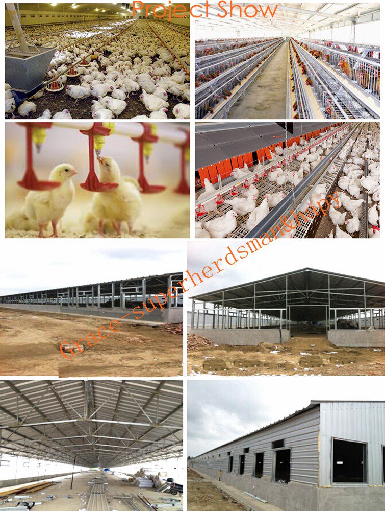 Automatic Chicken Housing Equipment for Broiler