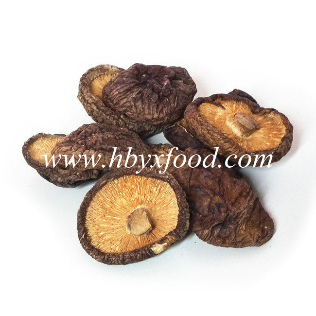 Agricultural Food Dried Smooth Shiitake Mushrooms Sale with Low Price