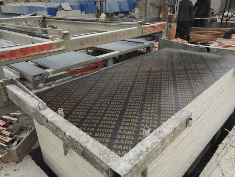 Black Film Faced Plywood for Thailan Market