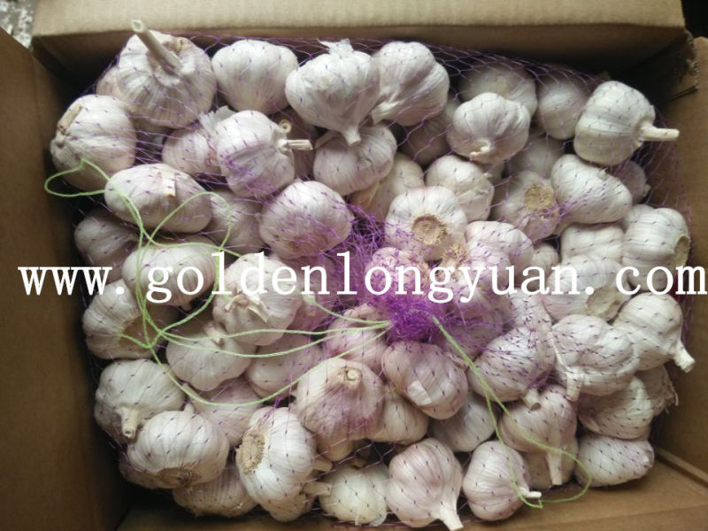 Normal White Garlic Packed in 10kg Carton