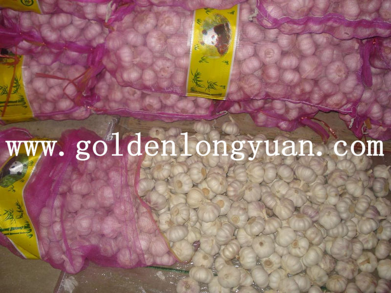 Chinese Fresh Garlic with Good Price and Quality