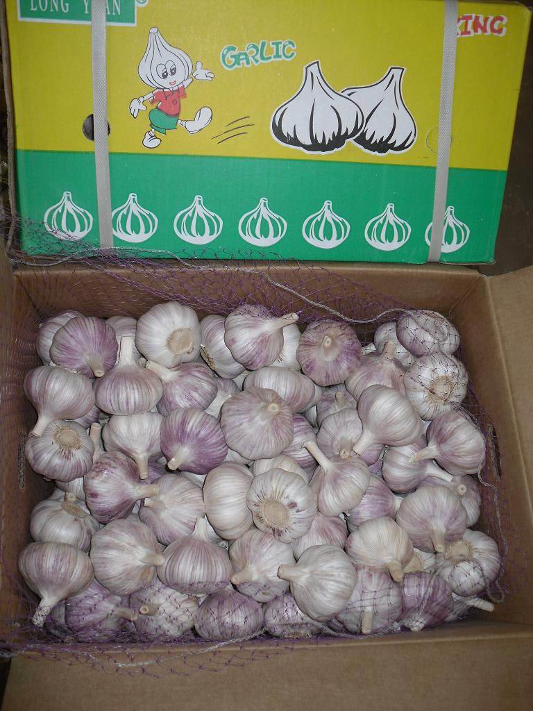 Top Quality Fresh Normal White Garlic