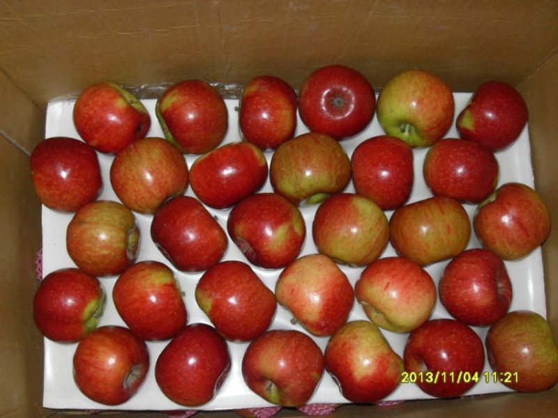 New Crop Red Jiguan Apple with Carton Packing