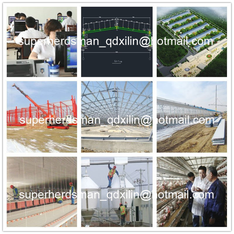 Hot Sale Automatic Poultry Farm Equipment for Broiler Chicken Farm