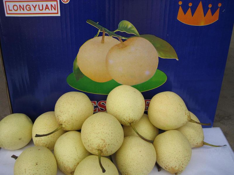 Chinese Fresh Ya Pear 2016 New Crop