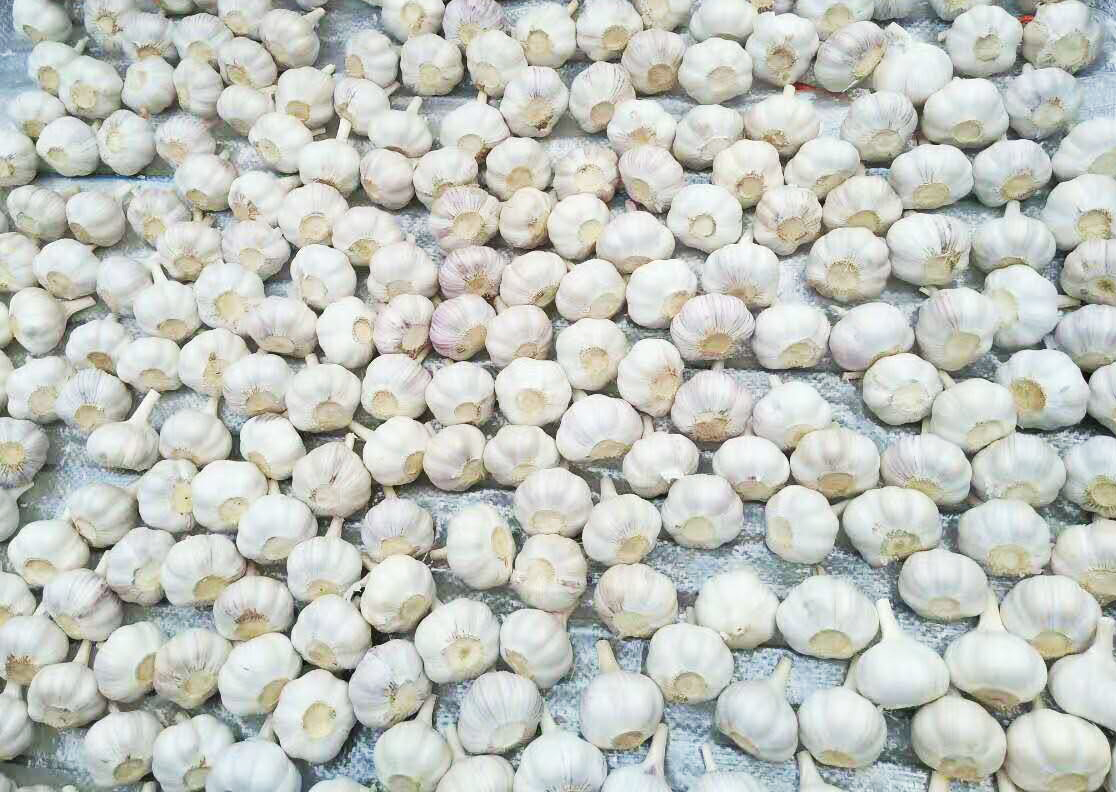 Fresh Garlic 1kg mesh bag 10kg carton