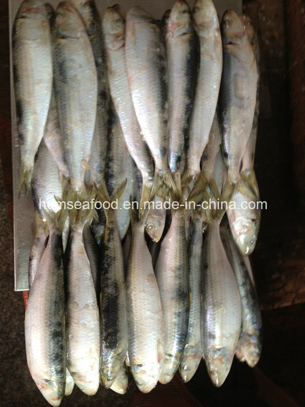 W/R Fresh Frozen Seafood Sardine Fish