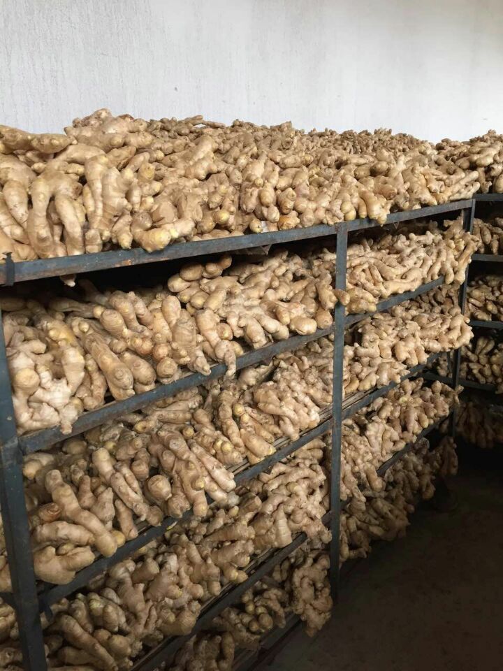 New Crop Fresh and Dry Ginger for UK