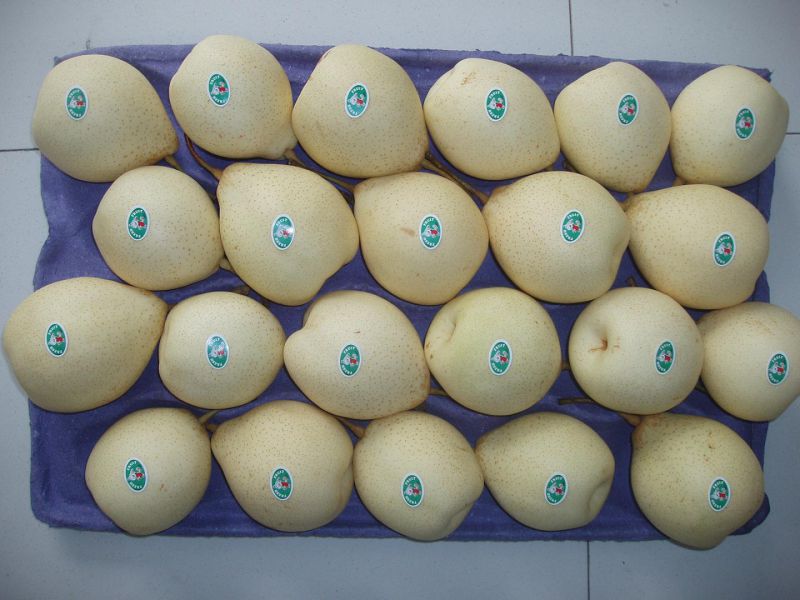 Chinese Fresh Yellow Ya Pear Export Quality