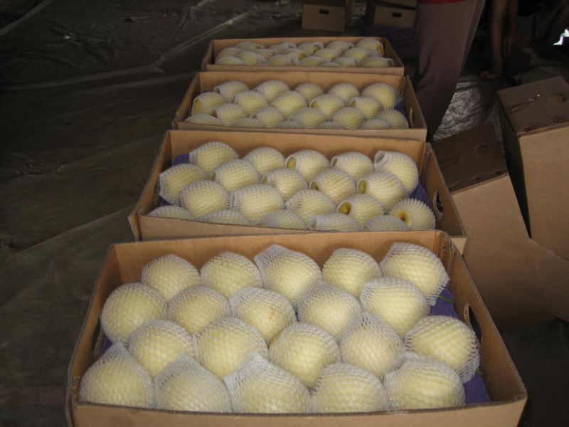 Fresh New Crop Golden Pear/Crown Pear Good Quality