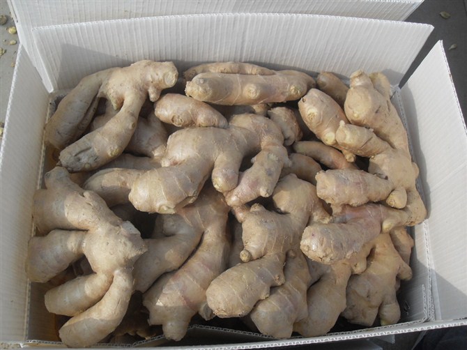 High Quality Chinese Fresh Air Dry Ginger 250g and up