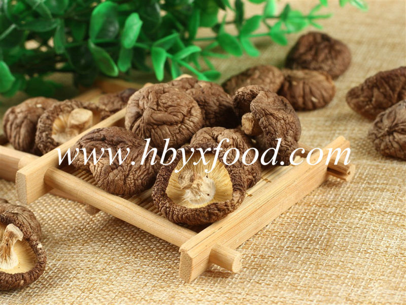 Organic Food Dried Smooth Shiitake Mushroom with Best Price for Wholesale