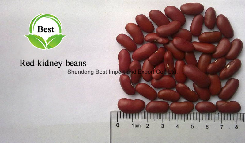 2016 Crop Kidney Beans Dark Red