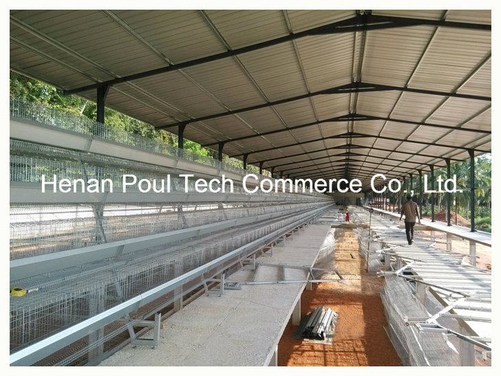 Poul Tech Automatic Layer Cage System (A Type)