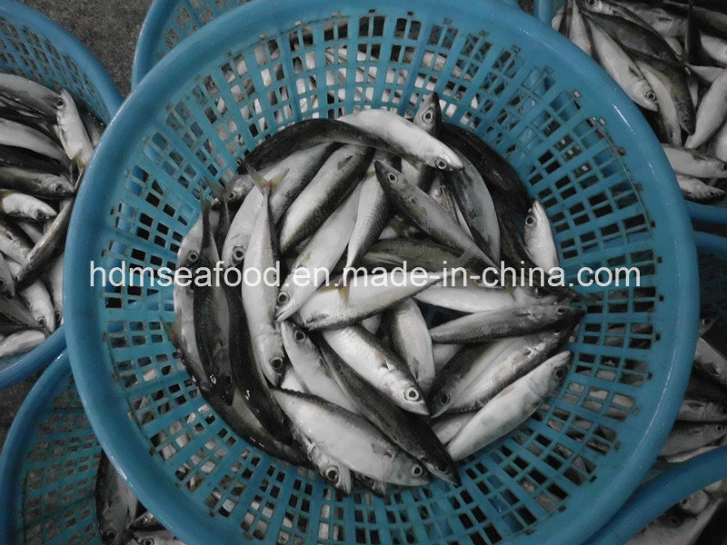 Frozen Mackerel for Tuna Bait (Scomber japonicus)