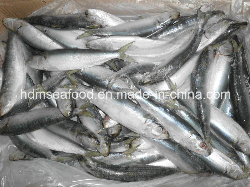 Frozen Sardine Bait Seafood Fish