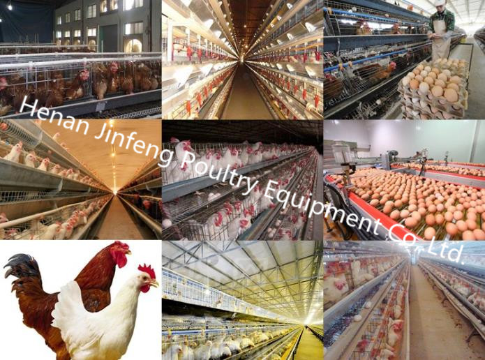 Durable Steel Frame Chicken Egg Poultry Farm Equipment