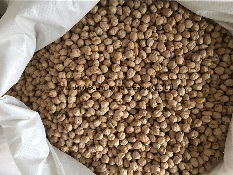 Chickpea (9 mm - 58/60 Count)