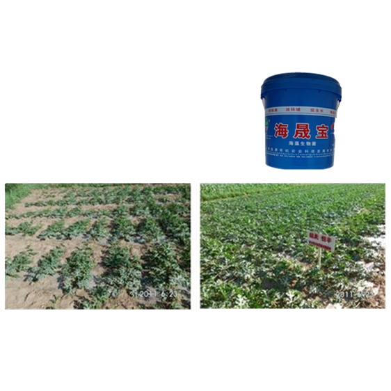 Seaweed Microbial Organic Water fertilizer for agriculture (Seedling Care)