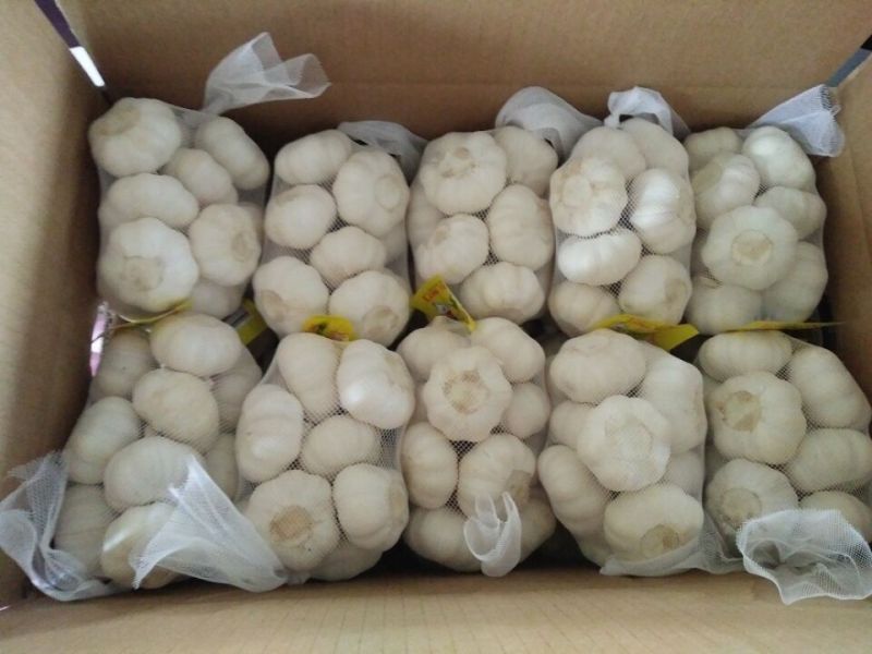 Good Quality New Crop Fresh White Garlic