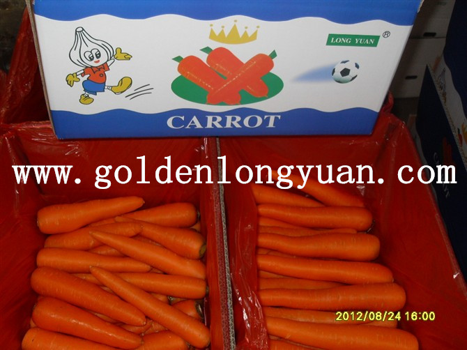 Fresh Carrot New Crop with Bright Red Color