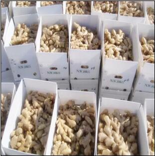 150g up Fresh Ginger for Pakistan Market