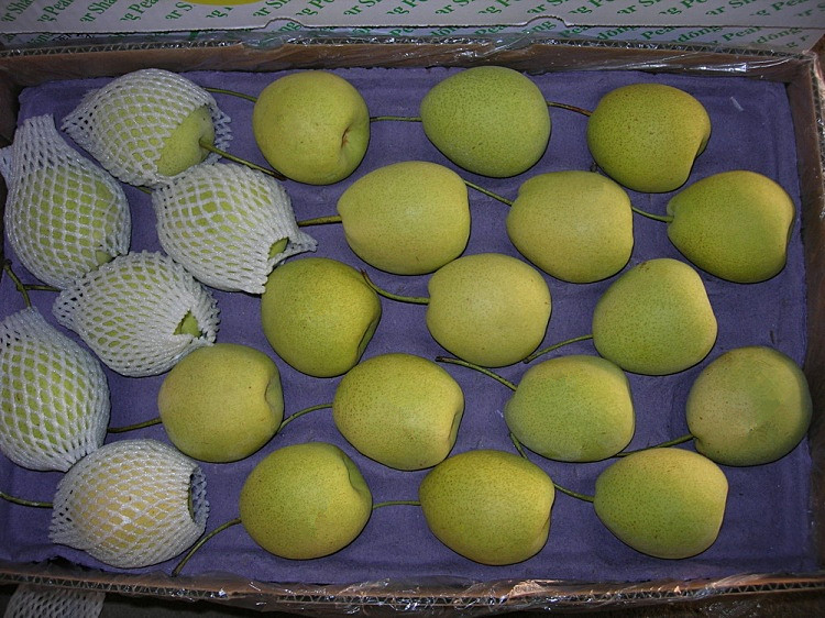 Green Color Fresh Shandong Pear From China