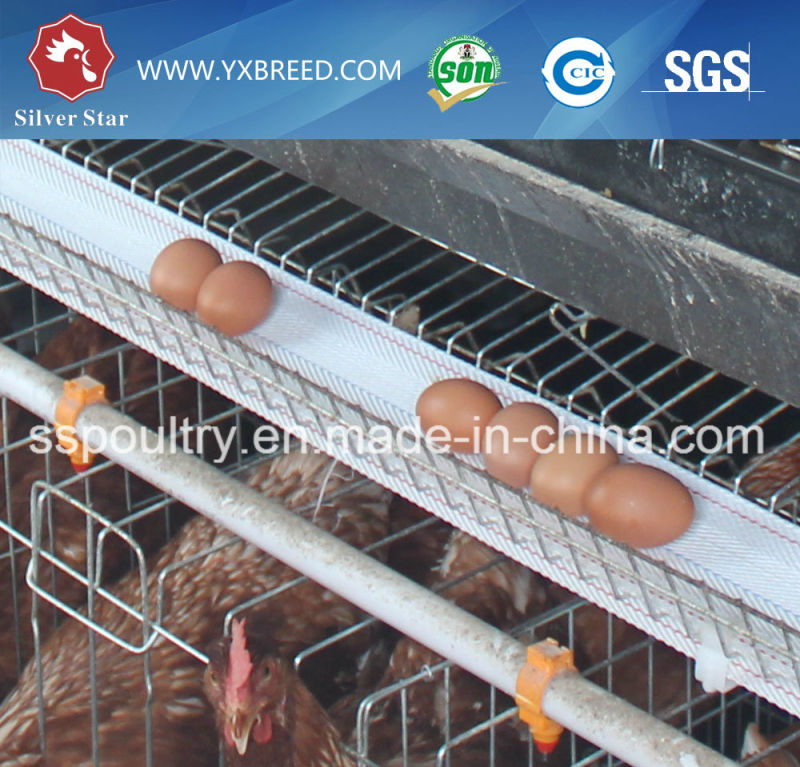 Egg Layer Battery Cages