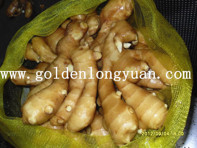 Fresh Ginger Packed in 20kg Mesh Bag for Bangladesh Market