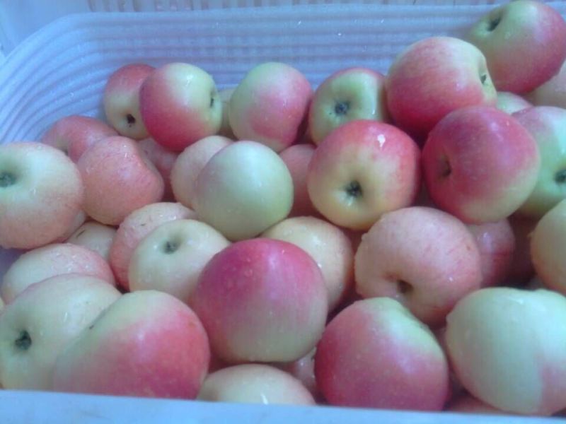 Fresh Red Gala Apple, Golden Apple, Huaniu Apple