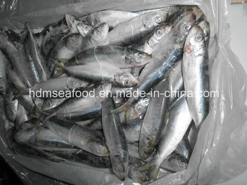 High Quality Fish Small Size Frozen Sardine for Bait (Sardinella aurita)