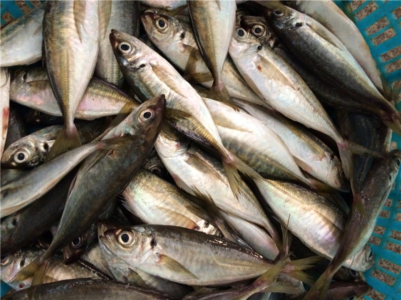 Frozen Big Eye Scard Fish (Japanese jack mackerel)