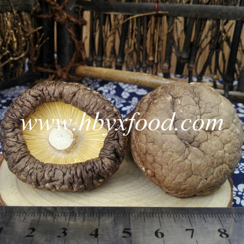 Smooth Shiitake Mushrooms Sale with Low Price