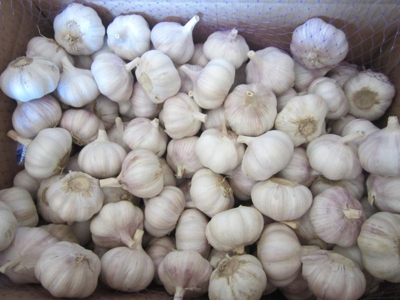 New Crop Fresh Normal White Garlic (4.5cm and up)