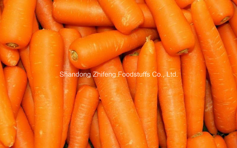 Fresh Red Carrot for Exporting