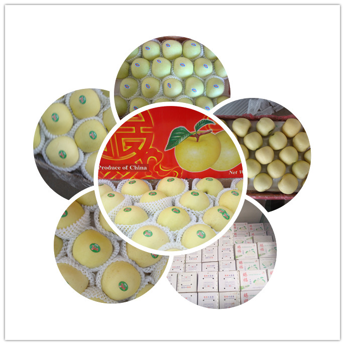 Delicious Fresh Golden Apple Supplier From Shandong Boren