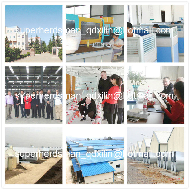 Full Set High Quality Automatic Poultry Feeding System for Broiler