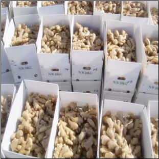 Air Dried Ginger Hot Sale with 10kg /8kg PVC Box From China