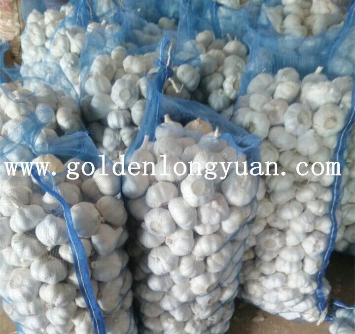 Pure White Garlic From Jinxiang Origin