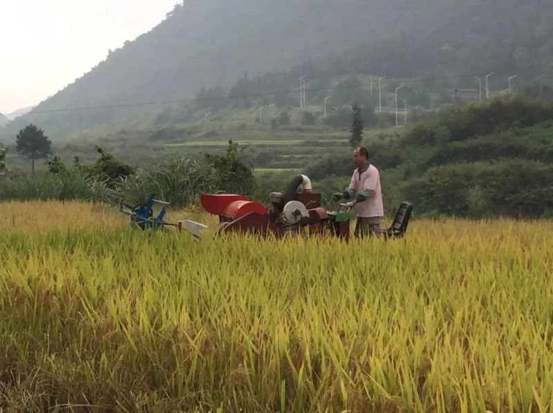 Rubber Crawler Mini Rice Harvester for Sale India