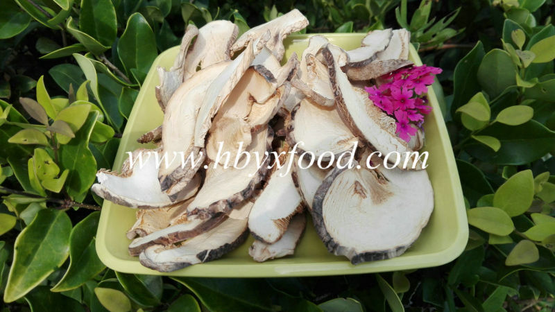 100% Natural Organic Tricholoma Matsutake Mushroom Slice From Hubei