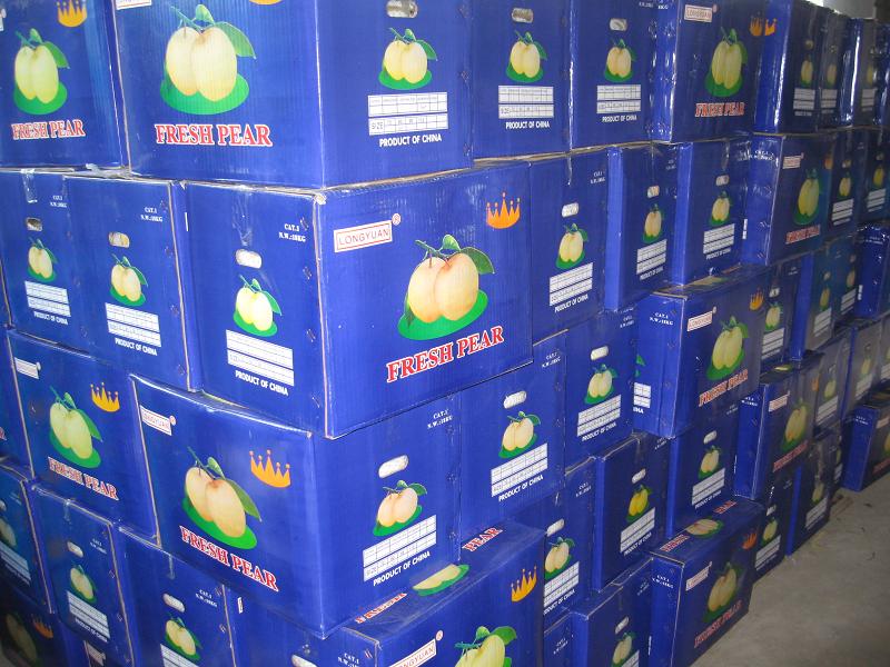 Fresh New Season Golden Pear From China