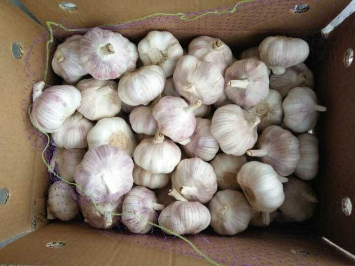 New Crop Jinxiang White Garlic (4.5cm, 5.0cm, 5.5cm, 6.0cm)