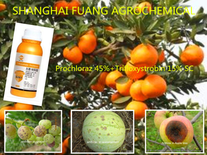 New Formulation Prochloraz 45%+Trifloxystrobin 15% Sc Fungicide