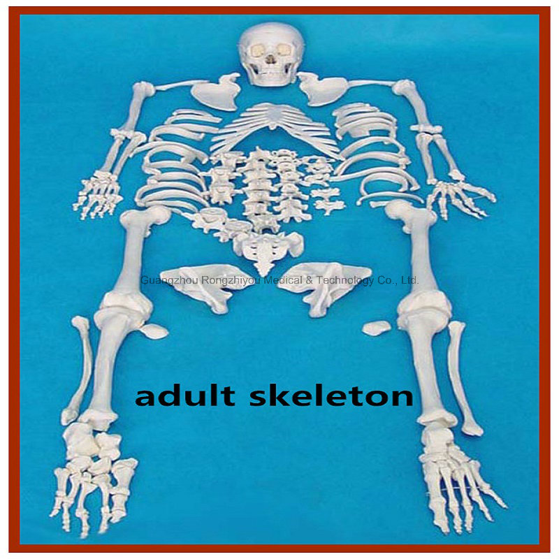 Disarticulated Full Human Skeleton, 170cm Tall Adult Skeleton with Skull