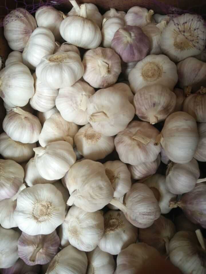 New Season Fresh Garlic (4.5CM, 5.0CM, 5.5CM, 6.0CM)