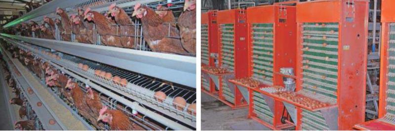 a Frame Layer Battery Cage System with Manure Belt