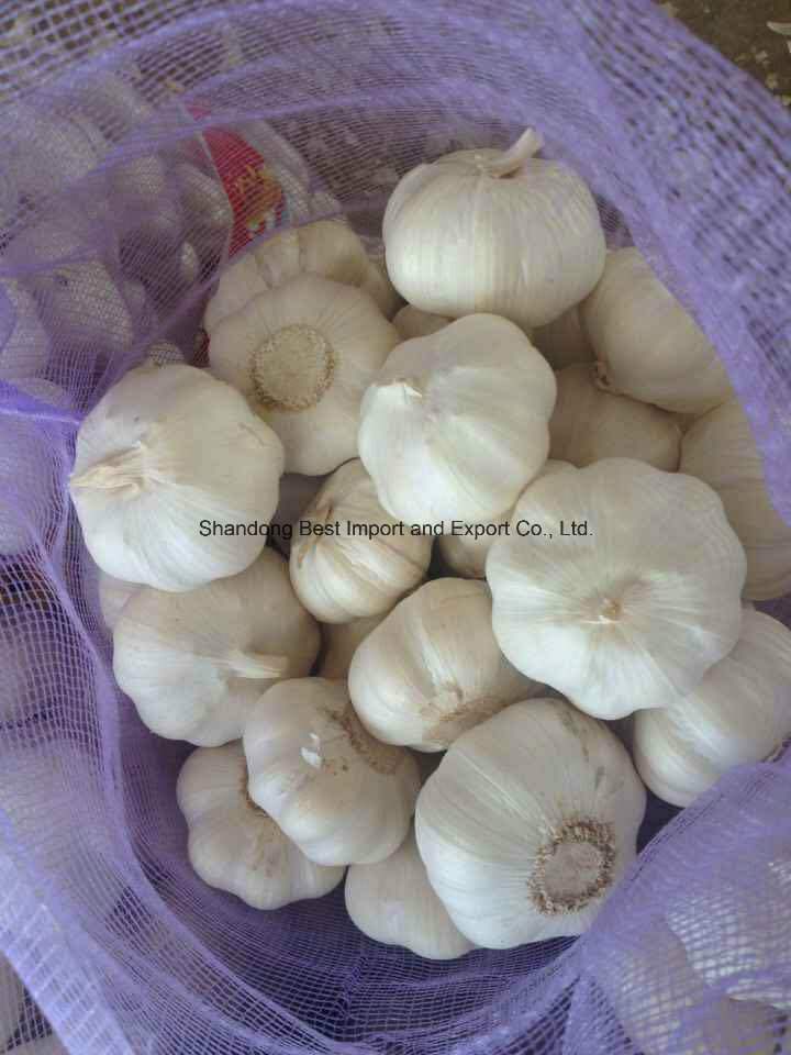 Jinxiang 2016 Pure White Garlic 4.5-6.5cm